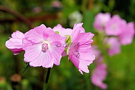 花,開花,關(guān)閉