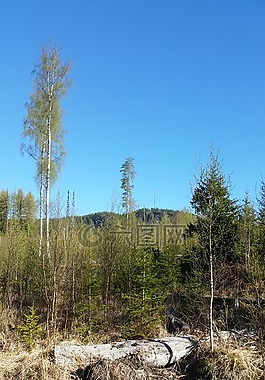 森林,himmel,大自然