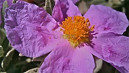 花,jara,草原