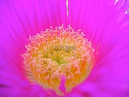 鲜花,植物区系,春