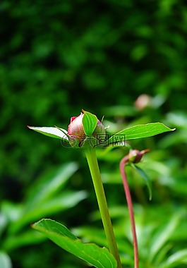 芽,牡丹,植物群