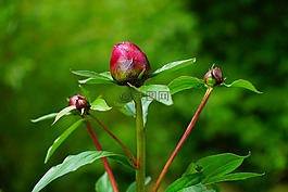 牡丹,芽,紅色