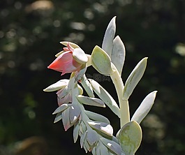 echeveria花尖峰,多汁,芽