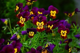 潘茜,花,開花