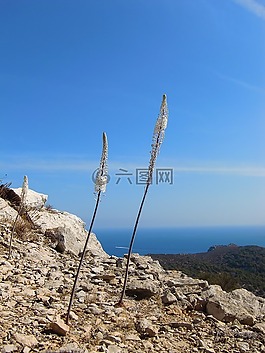 蘭花,花,性質(zhì)