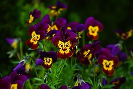 潘茜,花,開花