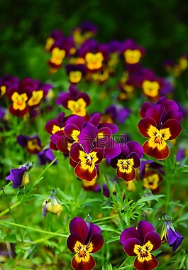 潘茜,花,開花