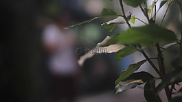 葉,樹,綠色