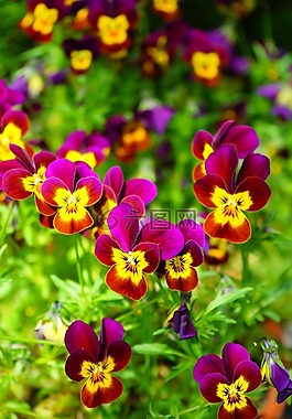 潘茜,花,開花