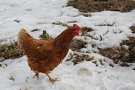 雞,鳥,公雞