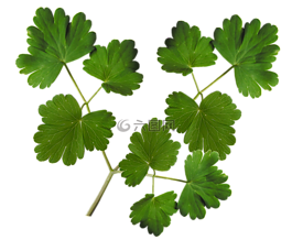 葉子,植物