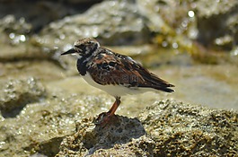 鳥,海,海鳥