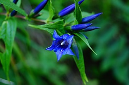 藍色,花,開花