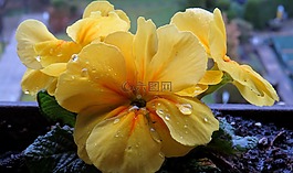 黃花九輪草,雨滴,黃色