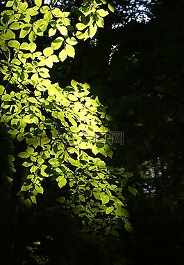 植物群,性質(zhì),葉子