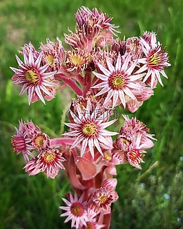 鮮花,性質(zhì),廠
