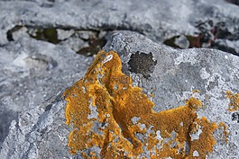 性質(zhì),植物群,青苔