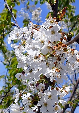 鮮花,開花,春