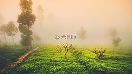 茶,薄霧,景觀