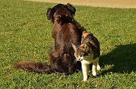 狗,貓咪,寵物