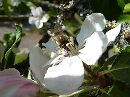 蜜蜂,蘋果花,蘋果
