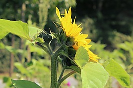 太陽(yáng)花,花,夏季