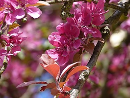 開(kāi)花,春天,粉紅色