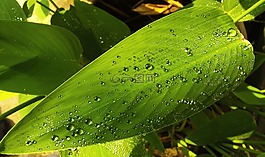 叶子,绿色,一滴水