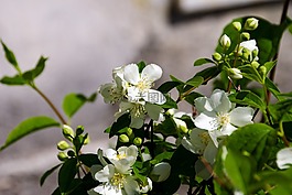 鮮花,filadelfo,春