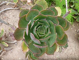 植物,脂肪,多汁