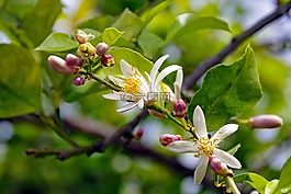 鮮花,檸檬,柑橘limon