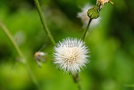 蒲公英,水果,春