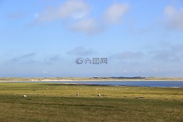 夏季,叙尔特岛,羊