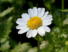 雛菊,花,白