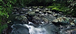 流,苔,水