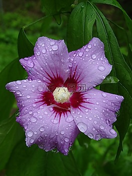 槿,花,濕