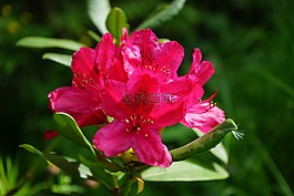 杜鵑,鮮花,花序