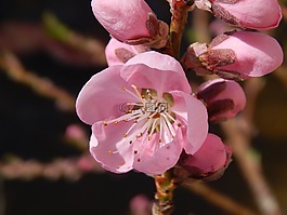 春天,桃,顏色