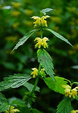 死蕁麻,鮮花,黃色