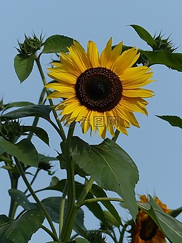 太陽花,花,黃色