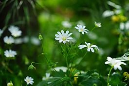 大明星最小化,鮮花,白