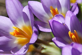 藏紅花,花,春天
