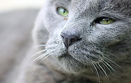 猫,鼻子,口
