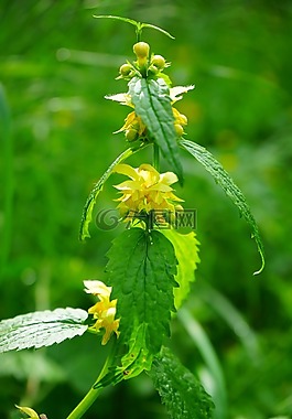 galeobdolon,死蕁麻,鮮花