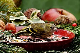 动物,鸟,购买siskins