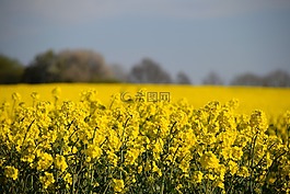 甘藍型油菜,油菜,銷售代表