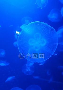 海蜇,海,海洋