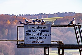 登錄,sprungturm,海鷗