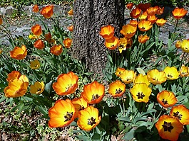 花,花園,郁金香
