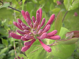 金銀花,粉色,宏
